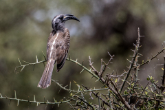 Q1 Nashornvogel-1200x800_23I4702