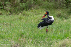 E2 Sattelstorch_87A5324