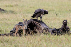 E6 Schakal-Geier-Aas_23I6149