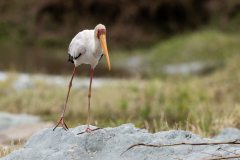 E1 Gelbschnabel-Storch_23I4935