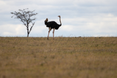 E3 Strauss_23I5235-Kopie