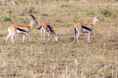 L3 Thomson-Gazelle_87A4388