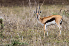 L4 Thomsons-Gazelle_23I4487