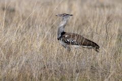 N6 Trappe_23I4622-Kopie