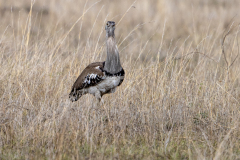 N3 Trappe_23I4627-Kopie