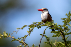 T9 Vogel-Rotschnabel_23I6881