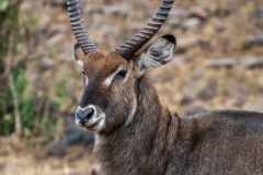 O7 Waterbuck_87A4161