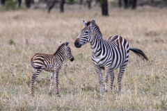 F4 Zebra-mit-Baby_23I5373