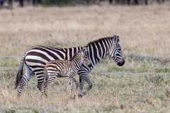 T5 Zebra-mit-Baby_23I5377-Kopie