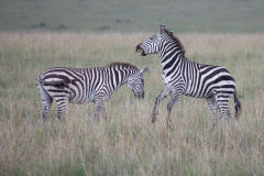 H2 Zebras-kampfen_87A4994