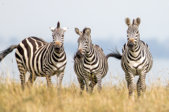 G5 Zebras_23I6281-Kopie