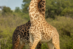 B92 zwei-Giraffen-kampfen_23I7544