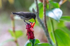 e3 La-Digue-Kolibri_87A6166-Kopie