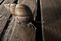 l42 Seychellen-Achatschnecke_6642-2