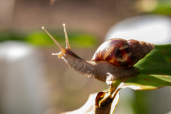 d92 Seychellen-Achatschnecke_87A6088