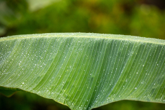 f42 Seychellen-Bananenblatt_87A6266