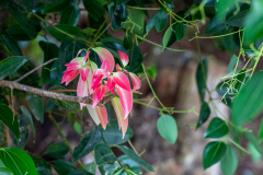 f2 Seychellen-Blute_87A5776