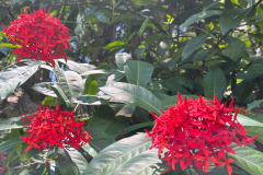 l3 Seychellen-Bonanik_6718