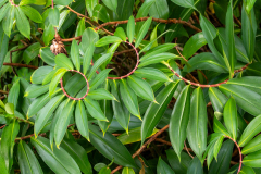 l5 Seychellen-Botanik_87A5731