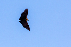 d8 Seychellen-Flying-Fox_87A5921