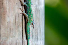 i6 Seychellen-Gecko_87A5803-Kopie