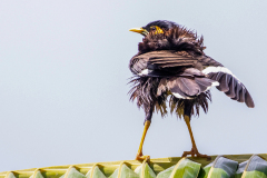 l41 Seychellen-Myna_87A6260-Kopie