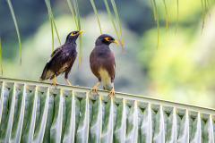 l4 Seychellen-Mynas_87A6256