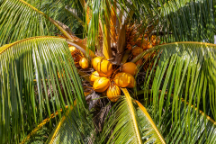 m4 Seychellen-Palme_87A5970