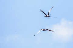 l21 Seychellen-Weissschwanz-Tropikvogel-x_87A5822