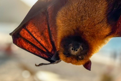 f6 Seychellen-flying-fox-baby-portrait_6924