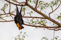 f5 Seychellen-flying-fox_87A6216-Kopie