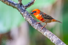 l61 Seychellen-kleiner-roter-Vogel_87A6279