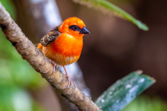 l6 Seychellen-kleiner-roter-Vogel_87A6282