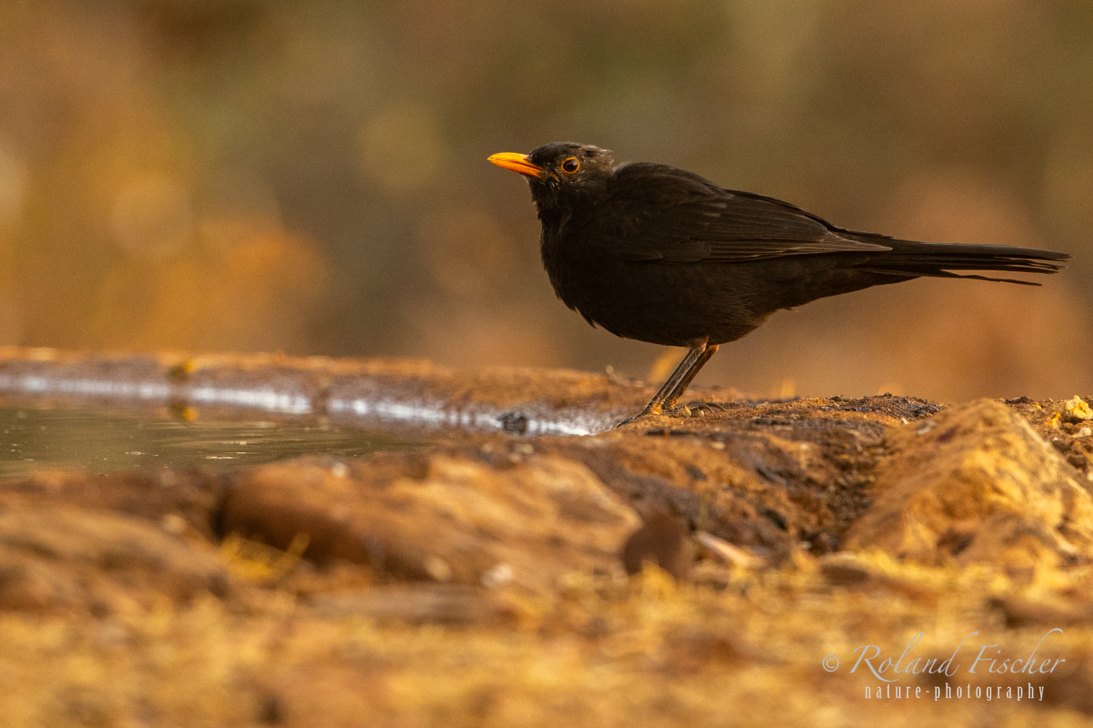 Amsel_23I1379-Kopie