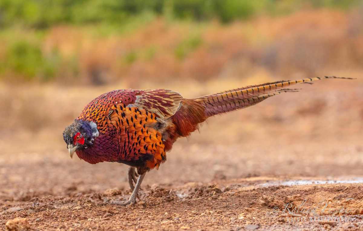 Fasan-male_D9A1077-Kopie
