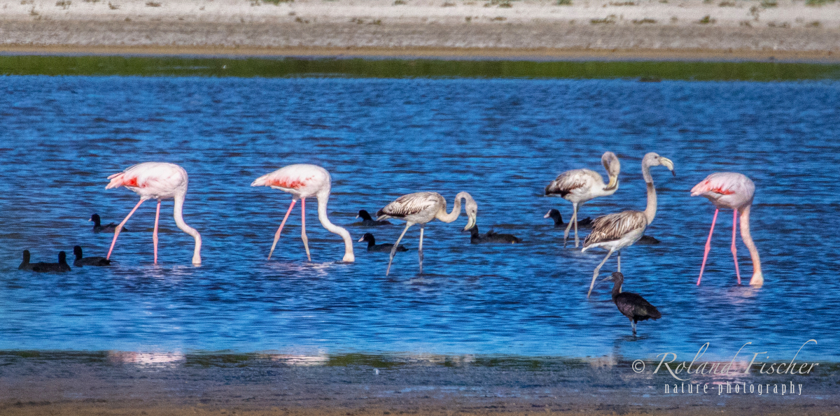 Flamingos-Lagune_D9A1233