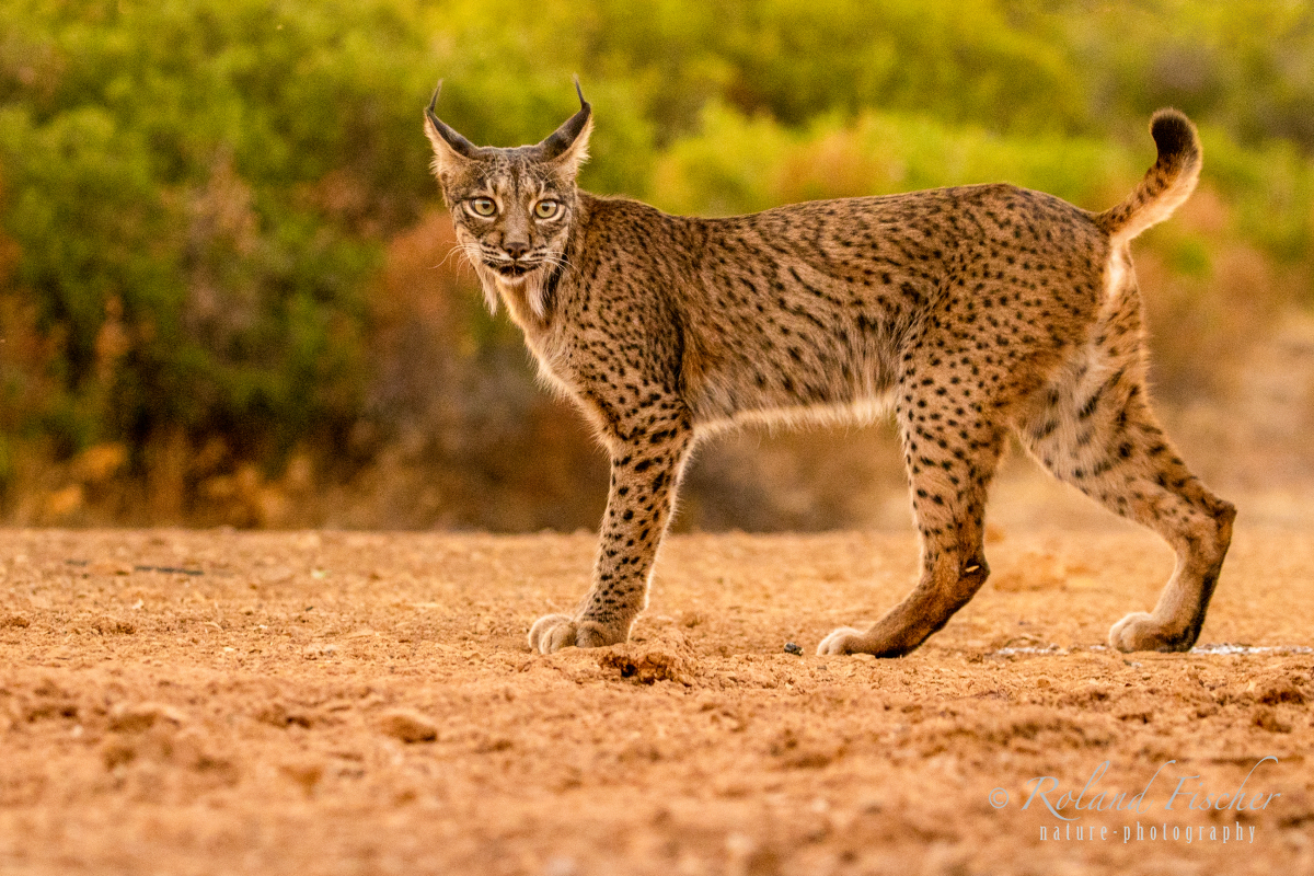 Pardelluchs_23I1368-Kopie