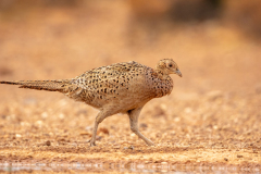 Fasan-female-x_D9A1079-Kopie