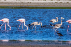 Flamingos-Lagune_D9A1233