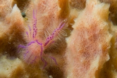 BunakenuLembeh-43-4