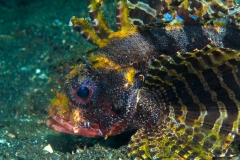 3a
