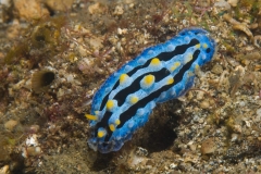 5i
