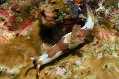 5l