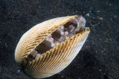 3e