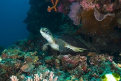SchildkrotemU