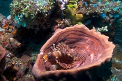 SchwammmitSkorpionfisch
