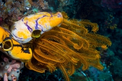 SeescheidenFederstern