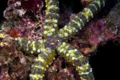 Seestern1