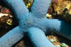 Seestern2