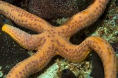 Seestern3